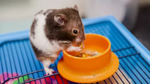 Hamster eating